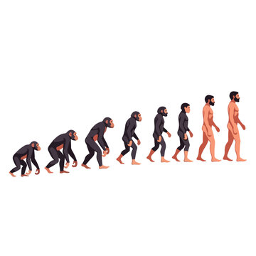 Illustration of human evolution from ape to modern human in a cartoon style with a white background.