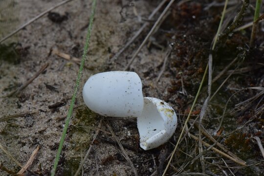 Broken turtle eggs on the ground in a pine forest, closeup
