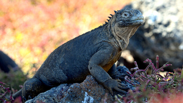 Yellow Iguana of Galapagos