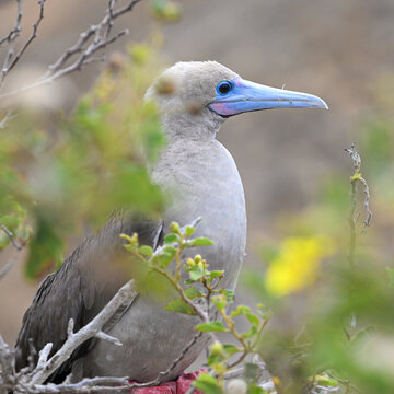 Red Booby sitting on the tree profile
