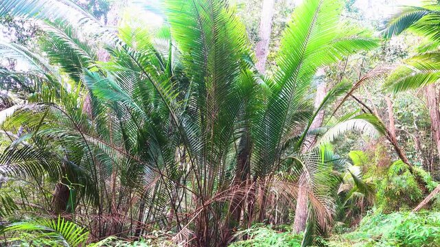 Palm like Metroxylon sagu in the Malacca rainforest