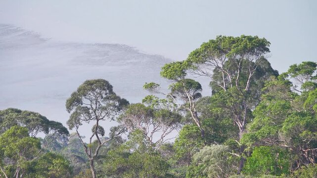 A panorama of the Andaman Sea coastline on Penang Island. Dipterocarp forests, meranti with tall trees grow on the hilltops, Hopea, Shorea. Below are magrove forests and the intertidal zone.