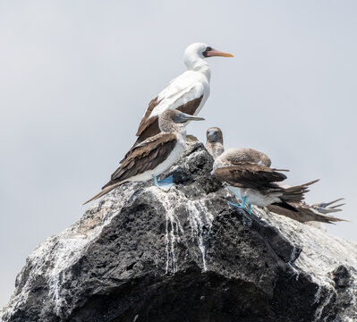 Nasca Booby sitting with blue boobies on a rock