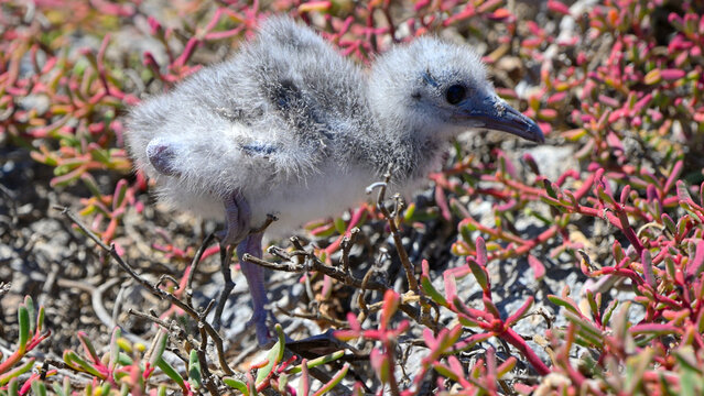 Gull Chick running over red plants