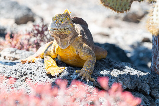 Yellow Iguana of Galapagos
