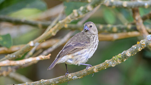 House finch sitting on a tree on Galapagos