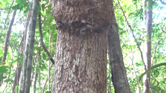 Tropical forest phytopathology. Tree growth, woodknob, burl. Malacca
