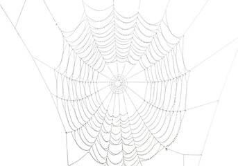 Intricate web of spider silk against pure white background
