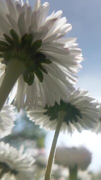 Vertical footage, Low angle shot of daisy flowers swaying in the wind against a cloudy sky, close-up, panorama