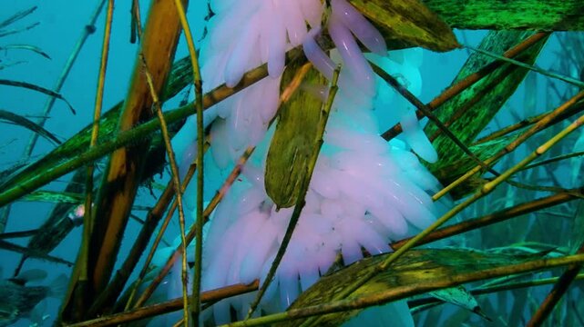 Relaxing underwater view of white bigfin reef squid eggs in a protective bamboo nest for sustainable biodiversity