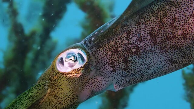 Detailed close up of a bigfin reef squid eye and colorful skin patterns in a peaceful underwater environment