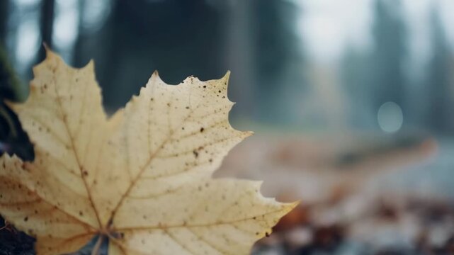 Leaves fall on a quiet path in autumn forest