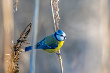 Blue Tit On A Dry Stem