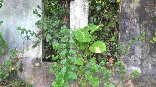 Picturesque ruins. How liana-ferns jungles are destroying abandoned buildings (Epipremnum aureum and Philodendron hederaceum dominate) in the tropical rainforest of the Malay Peninsula, Malaysia.