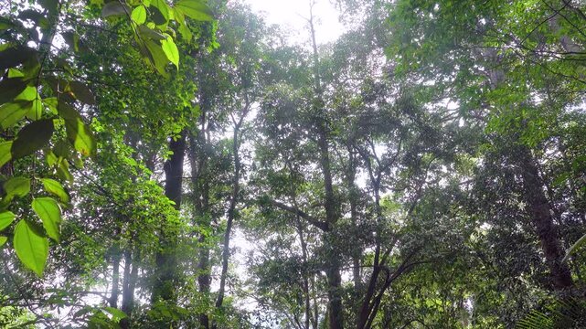 Dendrology. Dipterocarp tropical forests of Malay Peninsula dry hills, Indochina. Sap-trunked (standard) unbranched trees, powerful deciduous crowns, like Chengal tree Neobalanocarpus, Dryobalanops