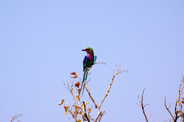 Rollier &agrave; longs brins en Namibie