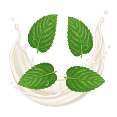 Fresh mint leaves in splashing milk isolated on transparent background