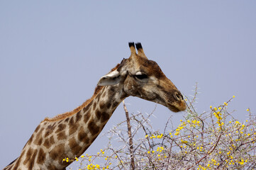 Girafe dans le parc national d'Etosha en Namibie
