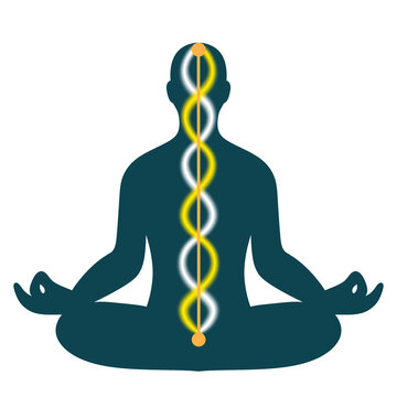 Yoga human Ida pingala -  Ida and pingala and sushumna
