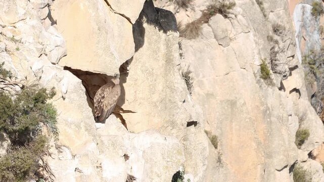 Buitre leonado posado en entrada de peque&ntilde;a cueva en la vertical del Barranc del Cint, Alcoy, Espa&ntilde;a