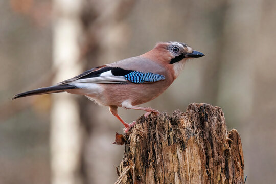 Eichelh&auml;her (Garrulus glandarius)