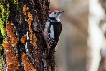 Mittelspecht (Leiopicus medius)