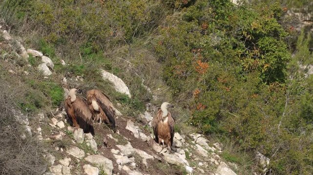 Tres buitres Gyps fulvus posados en la ladera del Barranco del Cint, uno sale volando, Alcoy, Espa&ntilde;a