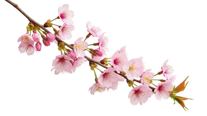 Naklejka premium Cherry blossom branch with pink flowers and new leaves on transparent background