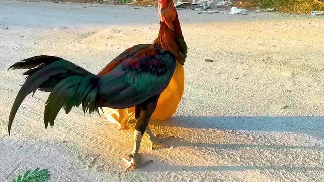 Chicken rooster animal bird caught in trash plastic bag.