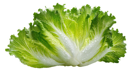 Fresh green lettuce leaves organic vegetable healthy food ingredient crisp texture vegan salad nutrition agriculture isolated cutout studio lighting on white background