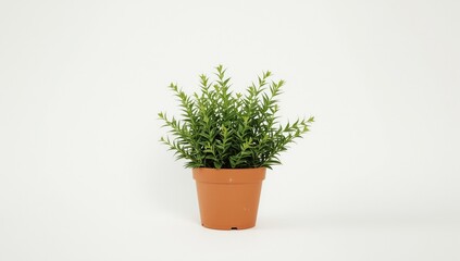 A small, lush green plant with delicate leaves is potted in a terracotta-colored container against a plain white backdrop
