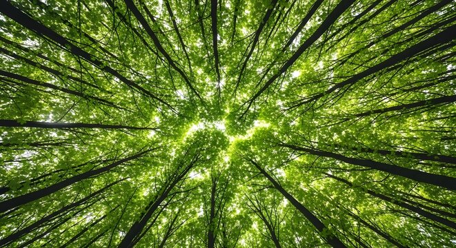 Looking up through a dense green forest canopy towards the sky.