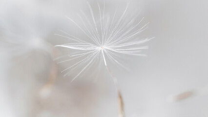 Abstract macro dandelion seed floating on soft white Cloud Dancer color background, botanical texture, minimal floral concept, copy space for design, calm mood, purity, elegance, nature detail, no