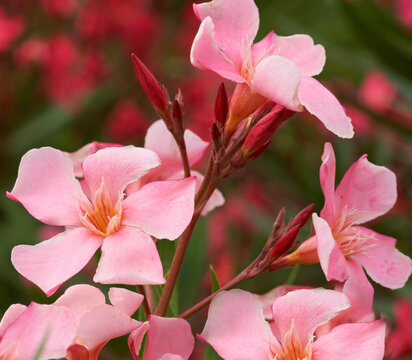 Nerium oleander flowers close-up. Floral background.