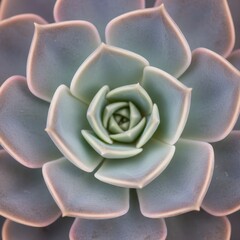 Close-up of a pastel succulent plant or echeveria with dusty blue-green and pale pink leaves, top-down view, for botanical background or texture