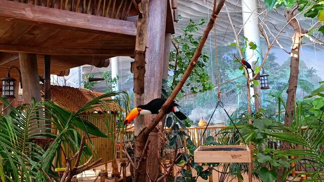 Toco toucan bird sitting on a branch next to a hanging bird feeder