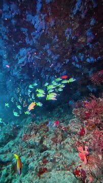 Different fish and soft corals on the reef rock. Underwater video filming with a flashlight. Capnella, Sinularia. Vertical video 4k.