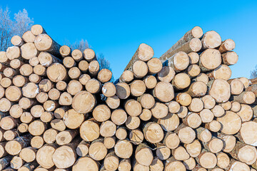 Stacked logs in a lumber yard under a clear blue sky, showcasing the natural texture and rings of the wood, with frost on some surfaces