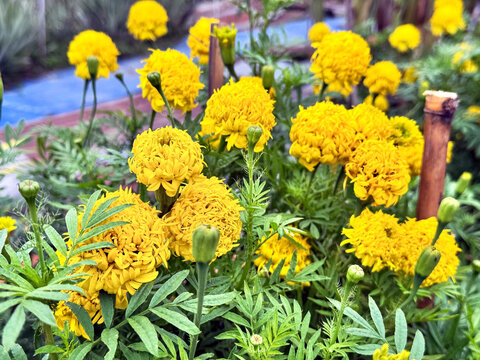 Vibrant yellow marigold flowers blooming in a lush green garden under natural daylight. Fresh floral background symbolizing nature, positivity, growth, and organic gardening. Ideal for design, adverti