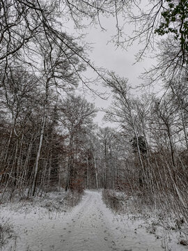 snow covered trees