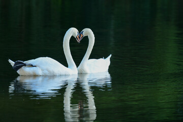 Fototapeta premium A lovely couple white swan on the lake
