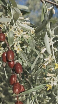 Vertical footage, Close-up of small flowers, leaves and last year's red fruits of blooming Silverberry or Oleaster tree sway in breeze