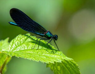 Dragonfly sits atop a vibrant green leaf, iridescent wings catching the light, soft focus green background