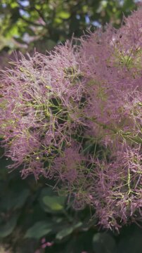 Vertical footage, Close-up of pink, fluffy seed heads of Eurasian smoketree (Cotinus coggygria) sway in breeze on sunny day