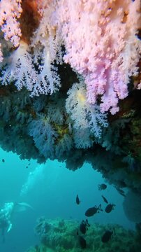 Diving swimss filming under rock with soft coral hanging over it. In the background, two beginner divers. Vertical video.
