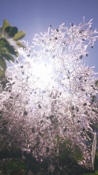 Vertical footage, Bright midday sun shines through fluffy seed heads of Eurasian smoketree (Cotinus coggygria) against blue sky, backlit by sunlight, bottom-up view
