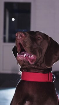 Cute brown german shorthaired dog barks on command