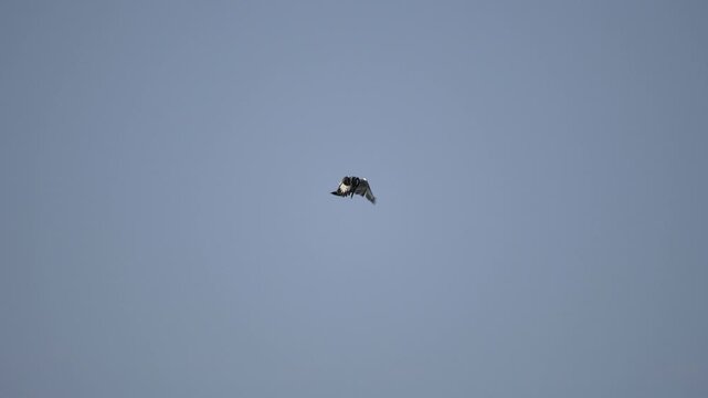 Pied kingfisher hovers motionless in air before diving to catch prey over water surface. This striking fishing bird displays precise hunting behavior and exceptional aerial control in nature.