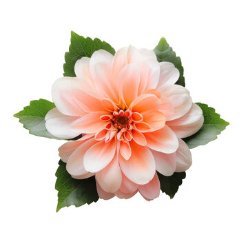 Delicate peach dahlia bloom with vibrant green leaves, close-up floral portrait isolated on white background