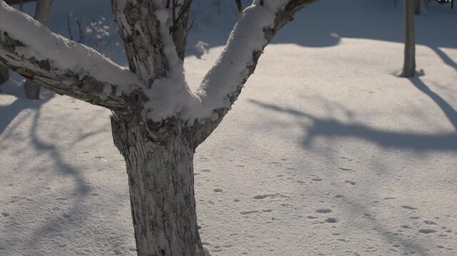 Tranquil winter scene in a snowy garden orchard: fruit trees heavy with snow, branches glistening under soft sunlight. Bare apple, pear, and cherry trees stand majestic against a pristine white blanke
